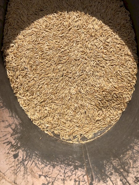 Coolabah Oats