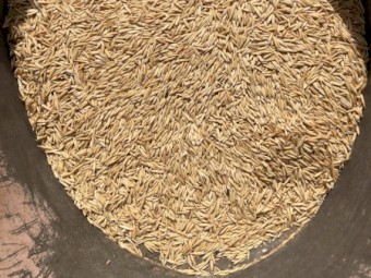 Coolabah Oats