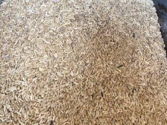 Coolabah Oats