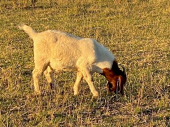 Boer goat billies pure bred