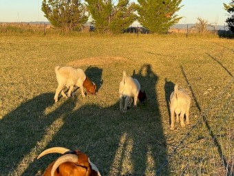 Boer goat billies pure bred