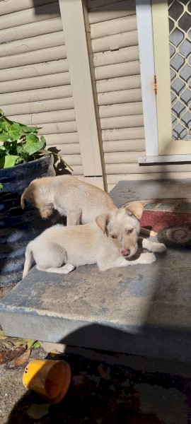 Kelpie pups 
