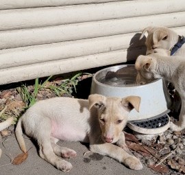 Kelpie pups 