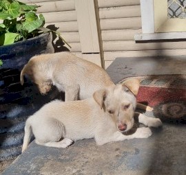 Kelpie pups 