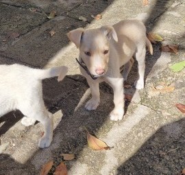 Kelpie pups 