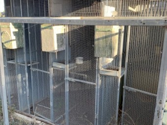 Bird cages