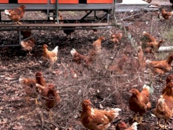 Certified Organic Hy-Line Brown Laying Hens