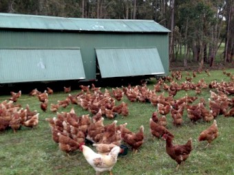 Certified Organic Hy-Line Brown Laying Hens