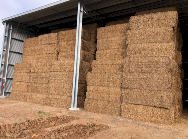 2023  Vetch Hay