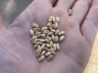 6mt Illabo Wheat