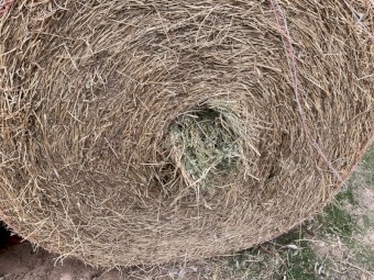 Lucerne hay
