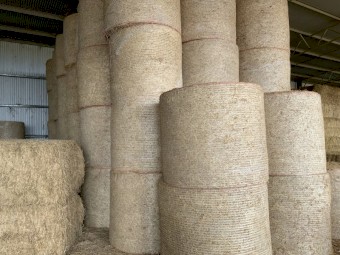 Lucerne hay