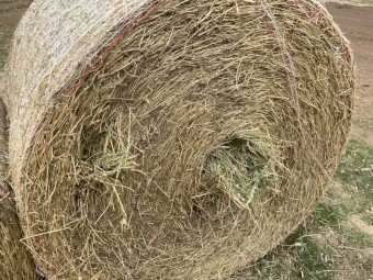 Lucerne hay