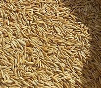 Oats - Seed - Williams