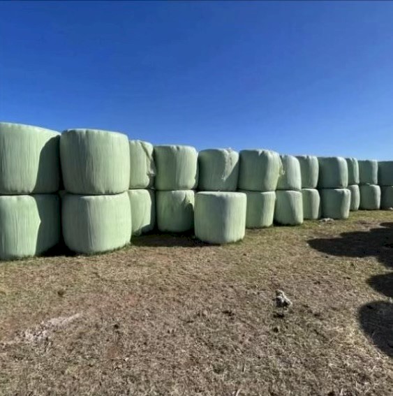FRESH KIKUYU, RYE & CLOVER SILAGE