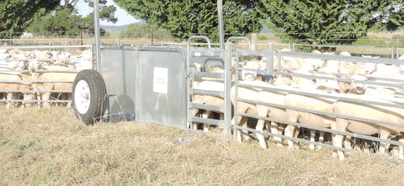 Arrow Portable Sheep Yards