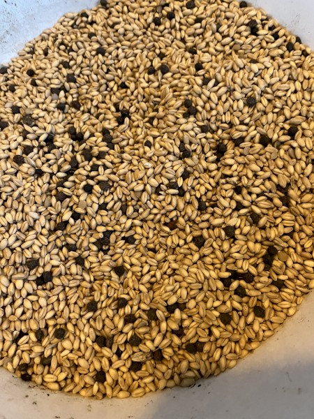 Illabo Wheat Vetch Pea Mix