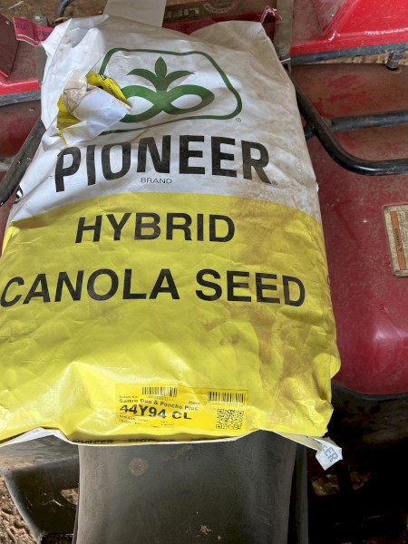 Canola seed 