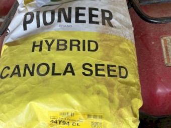 Canola seed 
