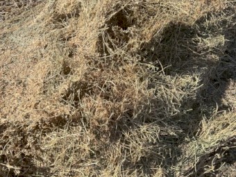 Lucerne Hay