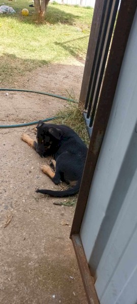 Working kelpie pups