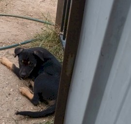 Working kelpie pups
