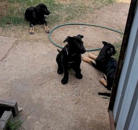 Working kelpie pups