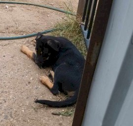 Working kelpie pups