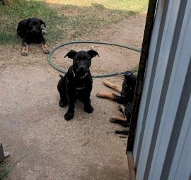 Working kelpie pups