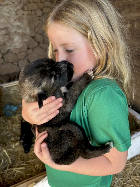 Purebred Irish Wolfhound Puppies