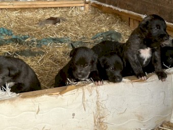 Purebred Irish Wolfhound Puppies