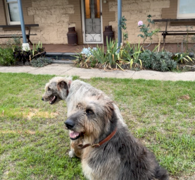 Purebred Irish Wolfhound Puppies