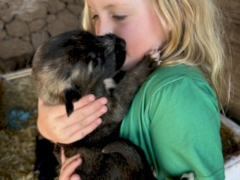 Purebred Irish Wolfhound Puppies