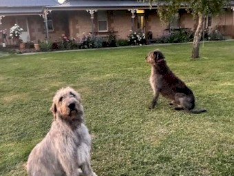 Purebred Irish Wolfhound Puppies