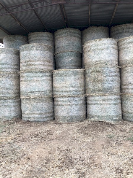 Lucerne / Rye Hay