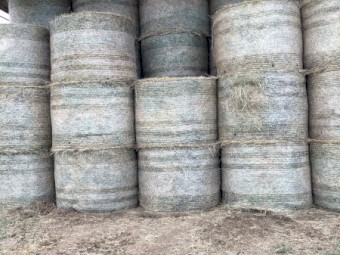 Lucerne / Rye Hay