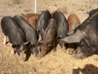 Berkshire X Piglets