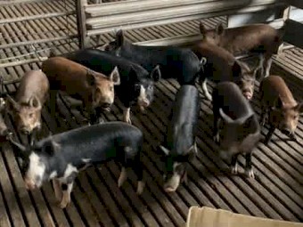 Berkshire X Piglets