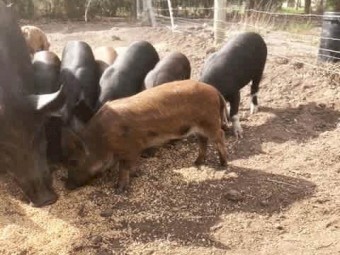 Berkshire X Piglets