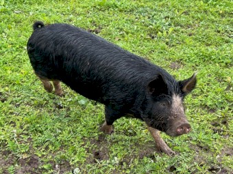 Berkshire Pigs