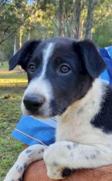 Border Collie Pups 