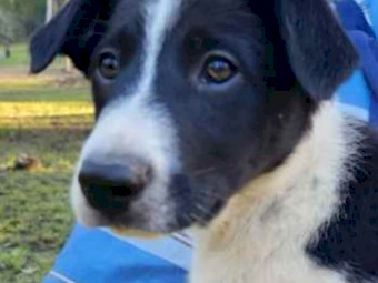 Border Collie Pups 