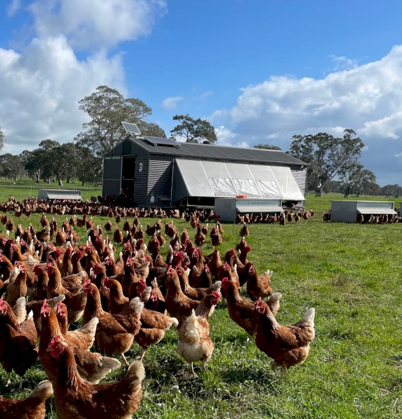 Leghorn Mobile Egg layering Sheds