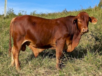 Quality D5 Droughtmaster Bulls