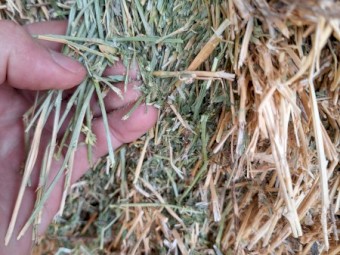 50mt 2nd cut Lucerne Hay