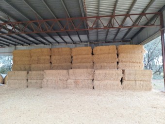50mt 2nd cut Lucerne Hay