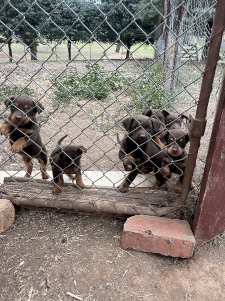 Kelpie pups