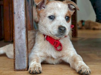 Red Heeler Pure Breed puppies 
