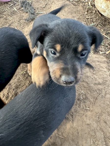 Pure Kelpie Puppies