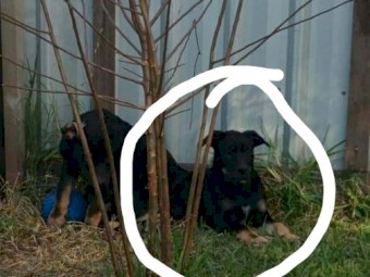 Excellent working kelpie pups